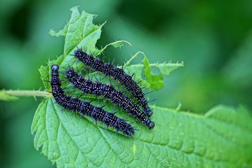 three small black caterpillars on a green leaf of a nettle plant