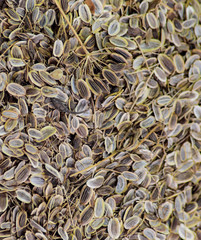 Dill seeds. Storage for seed dill seeds. Aromatic seasoning.