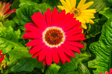 Red Barbertonl Daisy Gerbera Jamesonii Asterceae Flower Perrenial