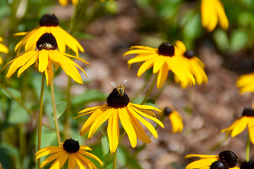 flei&szlig;ige Biene auf gelber Blume,  Sonnenhut - Rudbeckia 