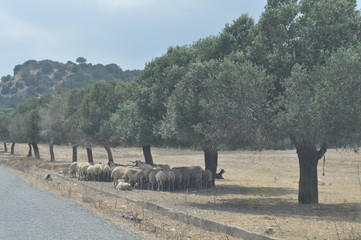 The beautiful Animal Sheep in the natural environment (farm)