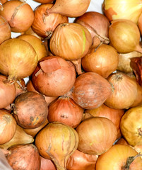 Onion bulbs. White onion with yellow skin. Harvest the onion.