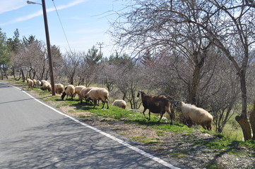 The beautiful Animal Sheep in the natural environment (farm)
