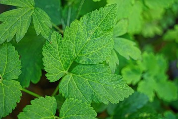 Fototapeta na wymiar natural green texture of green leaves of a wild plant