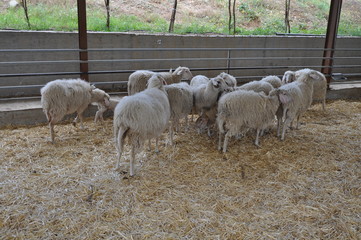 Obraz premium The beautiful Animal Sheep in the natural environment (farm)