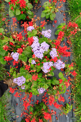 Romania. Bucharest. Flowers.