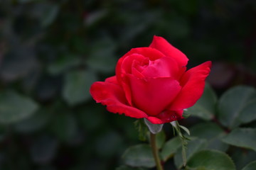 red rose in garden