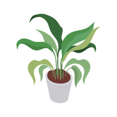 houseplant with potted on white background