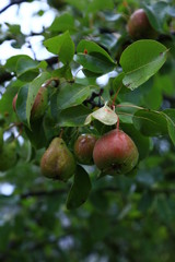 pears on the brench with raindrop