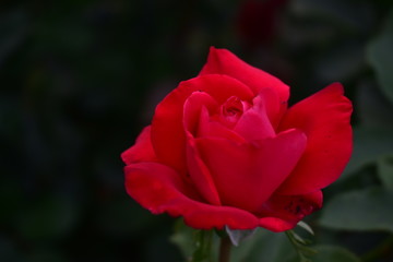 red rose in garden