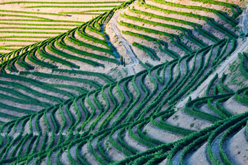 Fototapeta premium Portugal, Terraced Vineyards lining the hills of the Douro Valley