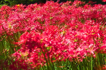 field of flowers