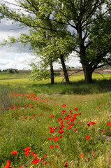 Spain, Castile-Leon region, near Burgos. Red springtime poppies.