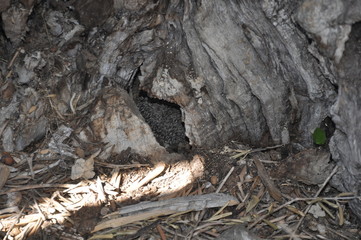 The beautiful Animal hedgehog in the natural environment