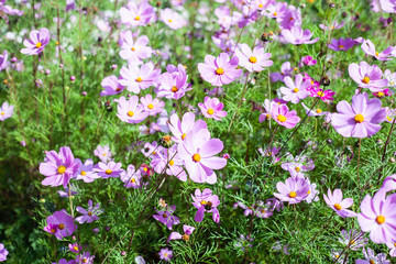 Naklejka premium Garden flowers. Beautiful background of flowers. Bright saturated colors in plants. Garden plants.