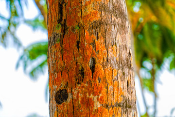 Closeup tree bark for designer background.
