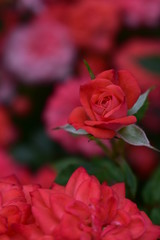 red rose in the rose garden