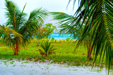 Fototapeta na wymiar Lush, green leaves of a bush among luxurious palm trees, Maldive