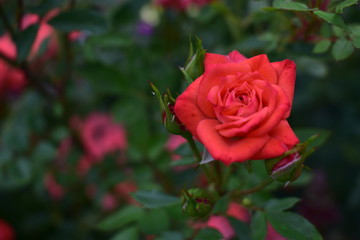 red rose in garden