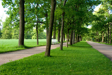 Russia, St. Petersburg, Catherine's Palace (aka Bolshoi Yekaterinsky Dvorets). Palace private gardens, forest path.