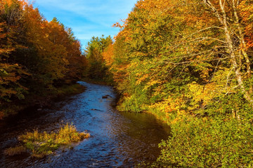 autumn landscape with river and trees in forest