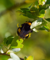 Bumblebee on the flowers of golden currant