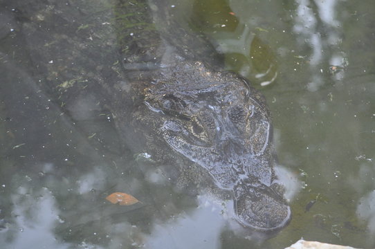 The beautiful Animal Crocodile  in the natural environment (farm)