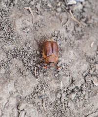 Melolontha east on the ground