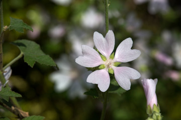 blass rosa Malve (Malva spec.) im Blumenbeet