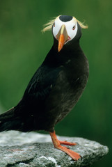 Tufted Puffin (Fratercula cirrhata) Adult in summer, Talan Island, Sea of Okhotsk, RUSSIA