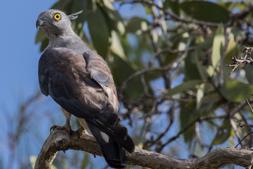 Pacific Baza in Australia