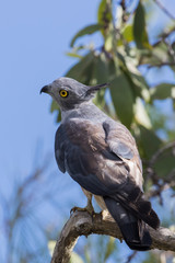 Pacific Baza in Australia