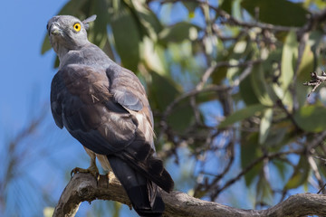 Pacific Baza in Australia