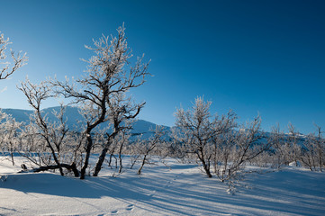 Frozen landscape near Kiruna, Sweden.
