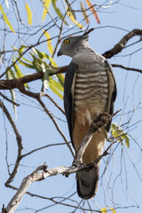 Pacific Baza in Australia
