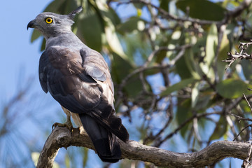 Pacific Baza in Australia