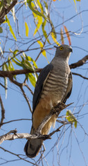 Pacific Baza in Australia
