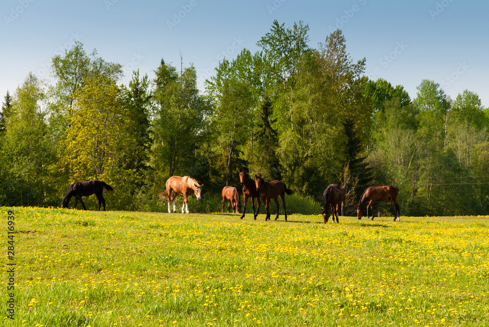 Poster fields at varska, estonia, baltic states