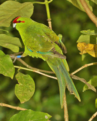Red Crowned Parakeet Endemic to New Zealand