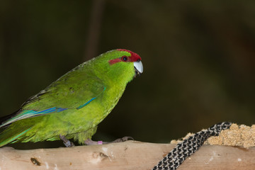 Red Crowned Parakeet Endemic to New Zealand
