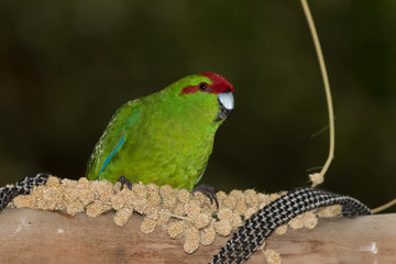 Red Crowned Parakeet Endemic to New Zealand