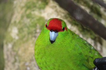 Red Crowned Parakeet Endemic to New Zealand