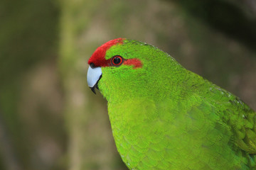 Red Crowned Parakeet Endemic to New Zealand
