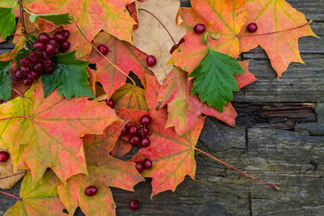 Autumn bright maple leaves and hawthorn berries on an old wooden table