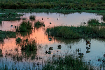 Spain, Balearic Islands, Mallorca, S'Albufereta Nature Reserve. Birds and Water at sunset.