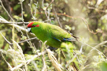 Red Crowned Parakeet Endemic to New Zealand