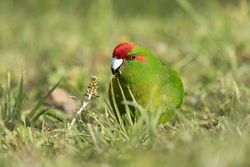 Red Crowned Parakeet Endemic to New Zealand