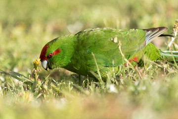 Red Crowned Parakeet Endemic to New Zealand