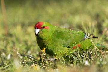 Red Crowned Parakeet Endemic to New Zealand