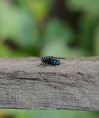 Large black fly on a blackboard. Insect Diptera